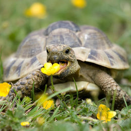 100 Complete Mix Tortoise Food Seeds UK Native Plants Grow Your Own Reptile Food