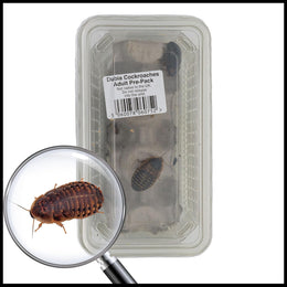 Live Medium Dubia Roaches Pre Pack Approx 15 (15-20mm) - Live Food for Reptiles