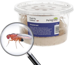 Live Flightless Fruit Flies – Live Food for Reptiles, Amphibians, and Invertebrates (Fruit Fly Culture - may not have hatched flies at first)