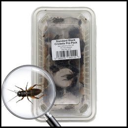 Standard Large Black Crickets (12-20mm) - Live Food for Reptiles (Tub of Approx 50)