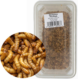 Live Mealworm 60g Tub (20-30mm) - Live Food for Reptiles & Garden Birds