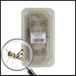 XL Extra Large Locust Live Food (35-50mm) Super Tub of 15 - Perfect for Reptiles - Sustainably bred