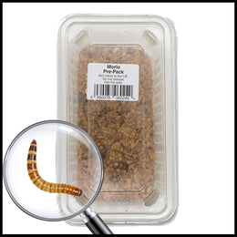 Live Morio Worms 40g Tub (40-60mm) - Live Food for Reptiles