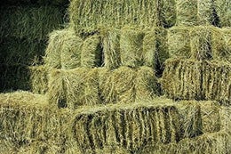 Fresh Meadow Hay - Animal Feeding Hay Bale for Rabbits, Guinea Pig, Horses, Hamsters, Ponies - Nutritious Grasses & Wildflowers Blend