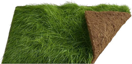 Mini-Meadow Real Grass Patch for Indoor Rabbits and Guinea Pigs - Living Turf 60x40cm - Natural Enrichment Play Area - UK Grown Fresh Grass