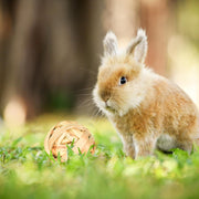 Episkey 6 Pcs Rabbit Chew Toys Natural Grass Ball Rabbit Boredom Breakers Small Pet Accessories Hamster Ball Hamster Toys for Guinea Pig Gerbil Chinchilla (Small)